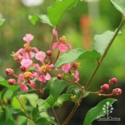 Malpighia Pixie - Acerola 24 Malpighia Pixie - Acerola -Plant Seed Store malpighia pixie flowers