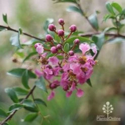 Malpighia Pixie - Acerola 28 Malpighia Pixie - Acerola -Plant Seed Store malpighia pixie nursery