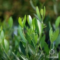 Olive Manzanillo 12 Olive Manzanillo -Plant Seed Store manzanillo tube