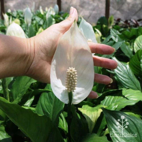 Spathiphyllum Maracay - Peace Lily 1 Spathiphyllum Maracay - Peace Lily