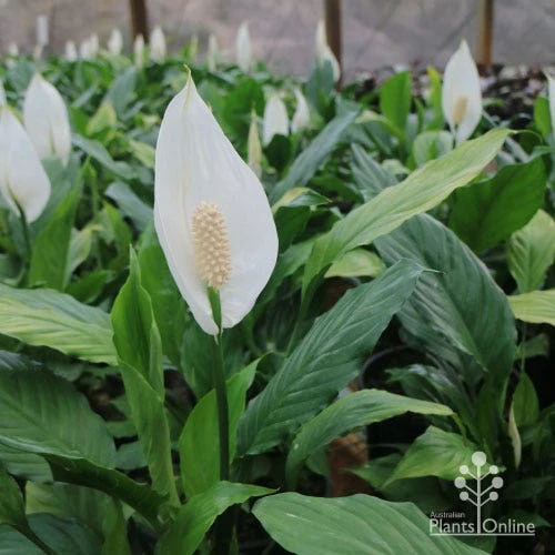 Spathiphyllum Maracay - Peace Lily 2 Spathiphyllum Maracay - Peace Lily - Image 2