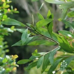 Grevillea Orange Marmalade 27 Grevillea Orange Marmalade -Plant Seed Store marmalade foliage