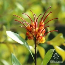 Grevillea Orange Marmalade 24 Grevillea Orange Marmalade -Plant Seed Store marmalade grevillea