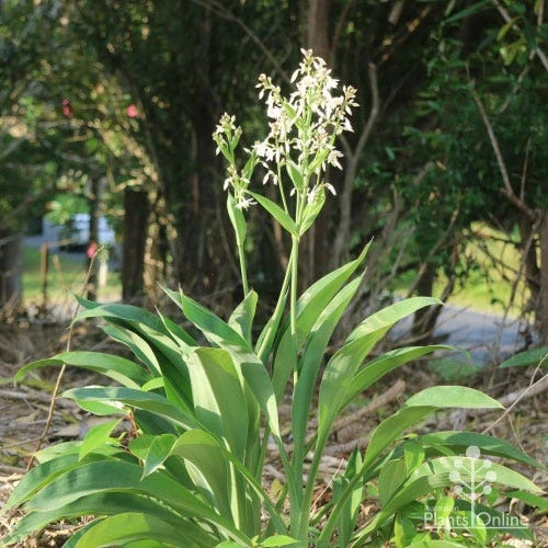 Matapouri Bay - Arthropodium 3 Matapouri Bay - Arthropodium - Image 3