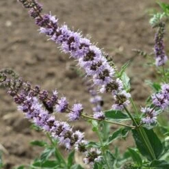 Mint - Seed -Plant Seed Store mentha spicata flowers