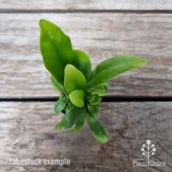 Microsorum Green Flame Fern 12 Microsorum Green Flame Fern -Plant Seed Store microsorum green flame 2