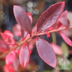 Blueberry Misty -Plant Seed Store misty blueberry autumn colour