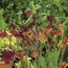 Australian Wildflower Kangaroo Paw - Seed