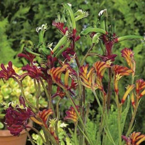 Australian Wildflower Kangaroo Paw - Seed 1 Australian Wildflower Kangaroo Paw - Seed