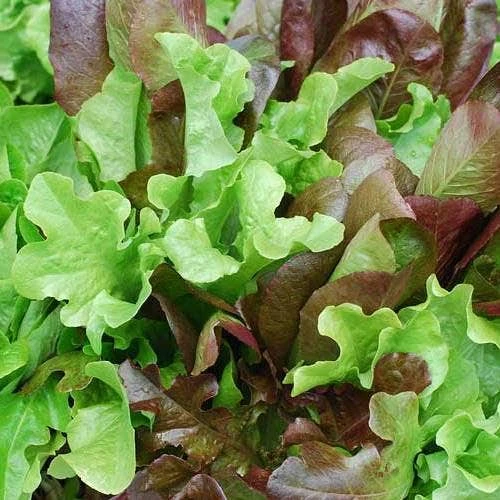 Lettuce Mixed Salad Leaves - Seed 3 Lettuce Mixed Salad Leaves - Seed - Image 3