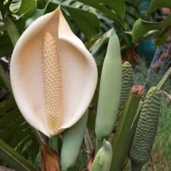 Monstera Deliciosa - Fruit Salad Plant, Swiss Cheese 19 Monstera Deliciosa - Fruit Salad Plant, Swiss Cheese -Plant Seed Store monstera flowers and fruit 500