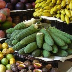 Monstera Deliciosa - Fruit Salad Plant, Swiss Cheese 22 Monstera Deliciosa - Fruit Salad Plant, Swiss Cheese -Plant Seed Store monstera fruit