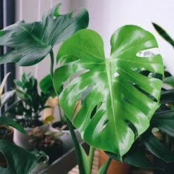 Monstera Deliciosa - Fruit Salad Plant, Swiss Cheese 14 Monstera Deliciosa - Fruit Salad Plant, Swiss Cheese -Plant Seed Store monstera leaf perfect