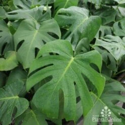 Monstera Deliciosa - Fruit Salad Plant, Swiss Cheese 18 Monstera Deliciosa - Fruit Salad Plant, Swiss Cheese -Plant Seed Store monstera plants 1