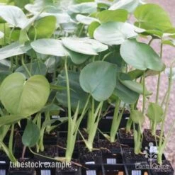 Monstera Deliciosa - Fruit Salad Plant, Swiss Cheese 23 Monstera Deliciosa - Fruit Salad Plant, Swiss Cheese -Plant Seed Store monstera tubes