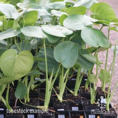 Monstera Deliciosa - Fruit Salad Plant, Swiss Cheese 12 Monstera Deliciosa - Fruit Salad Plant, Swiss Cheese - Image 12