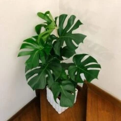 Monstera Deliciosa - Fruit Salad Plant, Swiss Cheese 20 Monstera Deliciosa - Fruit Salad Plant, Swiss Cheese -Plant Seed Store monstera staircase