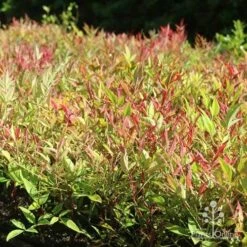 Nandina Moonbay 16 Nandina Moonbay -Plant Seed Store moonbay mass