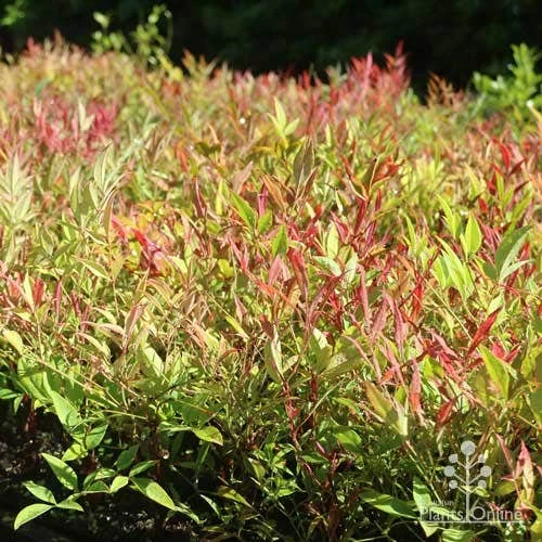Nandina Moonbay 7 Nandina Moonbay - Image 7
