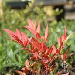 Nandina Moonbay 12 Nandina Moonbay -Plant Seed Store moonbay winter colour