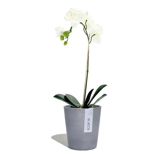 EcoPot 14cm - Morinda Blue-grey 2 EcoPot 14cm - Morinda Blue-grey - Image 2