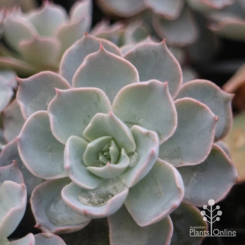 Echeveria Morning Beauty - Succulent 4 Echeveria Morning Beauty - Succulent - Image 4
