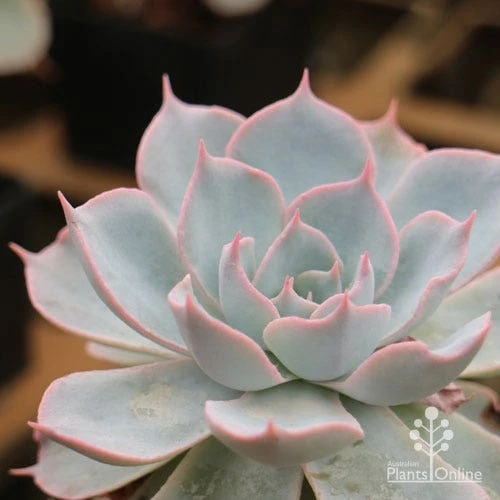Echeveria Morning Beauty - Succulent 1 Echeveria Morning Beauty - Succulent