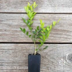 Murraya Sweet Privacy 17 Murraya Sweet Privacy -Plant Seed Store murraya sweet privacy 1