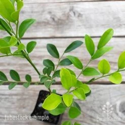 Murraya Sweet Privacy 13 Murraya Sweet Privacy -Plant Seed Store murraya sweet privacy 2