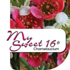 Chamelaucium MY SWEET 16™ - Waxflower 13 Chamelaucium MY SWEET 16™ - Waxflower -Plant Seed Store my sweet 16 label