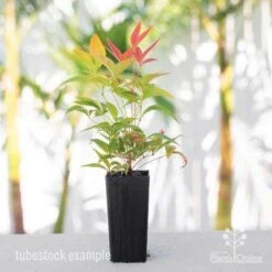 Nandina Moonbay 18 Nandina Moonbay -Plant Seed Store nandina blush tube 1