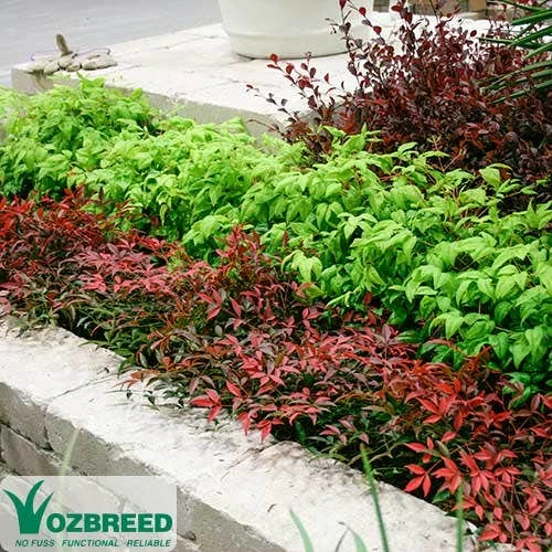 Nandina FLIRT 2 Nandina FLIRT - Image 2