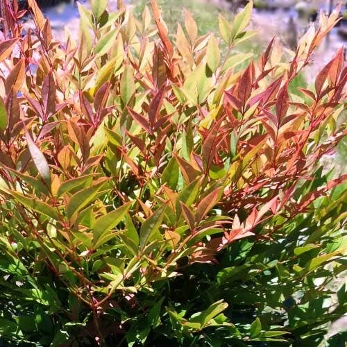 Nandina Gulf Stream 1 Nandina Gulf Stream