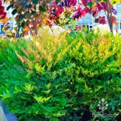 Nandina Moonbay 14 Nandina Moonbay -Plant Seed Store nandina moonbay