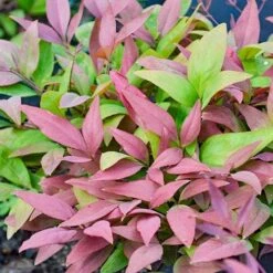 Nandina BLUSH 12 Nandina BLUSH -Plant Seed Store nandina blush