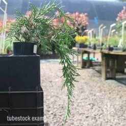 Cupressocyparis Naylors Blue - Leyland Cypress -Plant Seed Store naylors blue tubestock