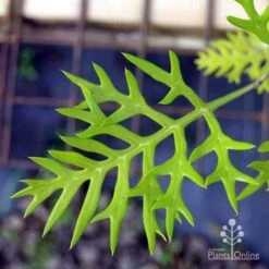 Grevillea Ned Kelly -Plant Seed Store ned kelly img 8560