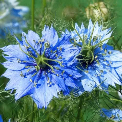 Nigella Miss Jekyll - Love In A Mist - Seed 1 Nigella Miss Jekyll - Love In A Mist - Seed