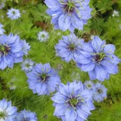 Nigella Miss Jekyll - Love In A Mist - Seed 5 Nigella Miss Jekyll - Love In A Mist - Seed -Plant Seed Store nigella group