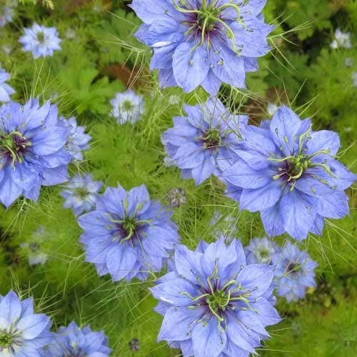 Nigella Miss Jekyll - Love In A Mist - Seed 3 Nigella Miss Jekyll - Love In A Mist - Seed - Image 3