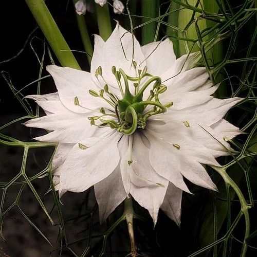 Nigella Miss Jekyll White - Love In A Mist - Seed 2 Nigella Miss Jekyll White - Love In A Mist - Seed - Image 2