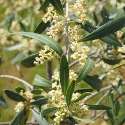 Olive Helena 8 Olive Helena -Plant Seed Store olive blossom stem 3