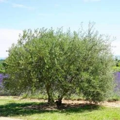 Olive Kalamata -Plant Seed Store olive tree landscape 500 2