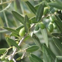 Olive Manzanillo 9 Olive Manzanillo -Plant Seed Store olive tree 500 1