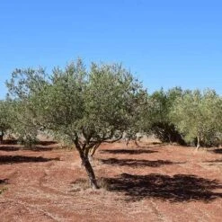 Olive Manzanillo 11 Olive Manzanillo -Plant Seed Store olive trees field 500 1