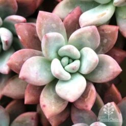 Graptoveria Opalina - Succulent 10 Graptoveria Opalina - Succulent -Plant Seed Store opalina img 4686