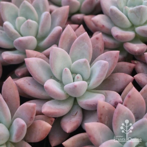 Graptoveria Opalina - Succulent 2 Graptoveria Opalina - Succulent - Image 2