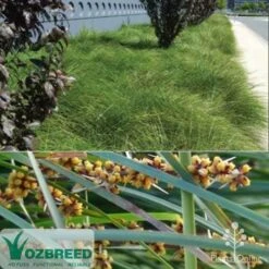 Lomandra Tanika 9 Lomandra Tanika -Plant Seed Store ozbreed tanika montage