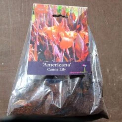 Canna Americana - 1 Bulb 9 Canna Americana - 1 Bulb -Plant Seed Store pack canna americana