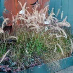 Pennisetum Alopecuroides - Swamp Fountain Grass